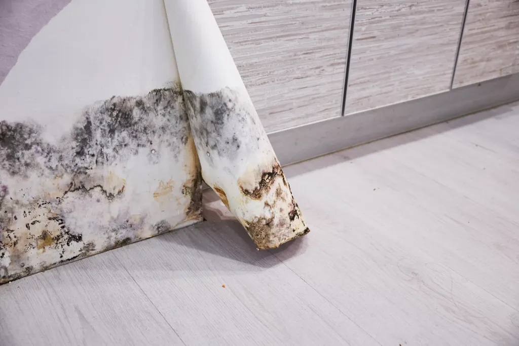 Close-up Of A Shocked Woman Looking At Mold On Wall